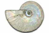 Silver Iridescent Ammonite (Cleoniceras) Fossil - Madagascar #346717-1